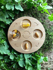 Double-Sided Wooden Life Cycle Board